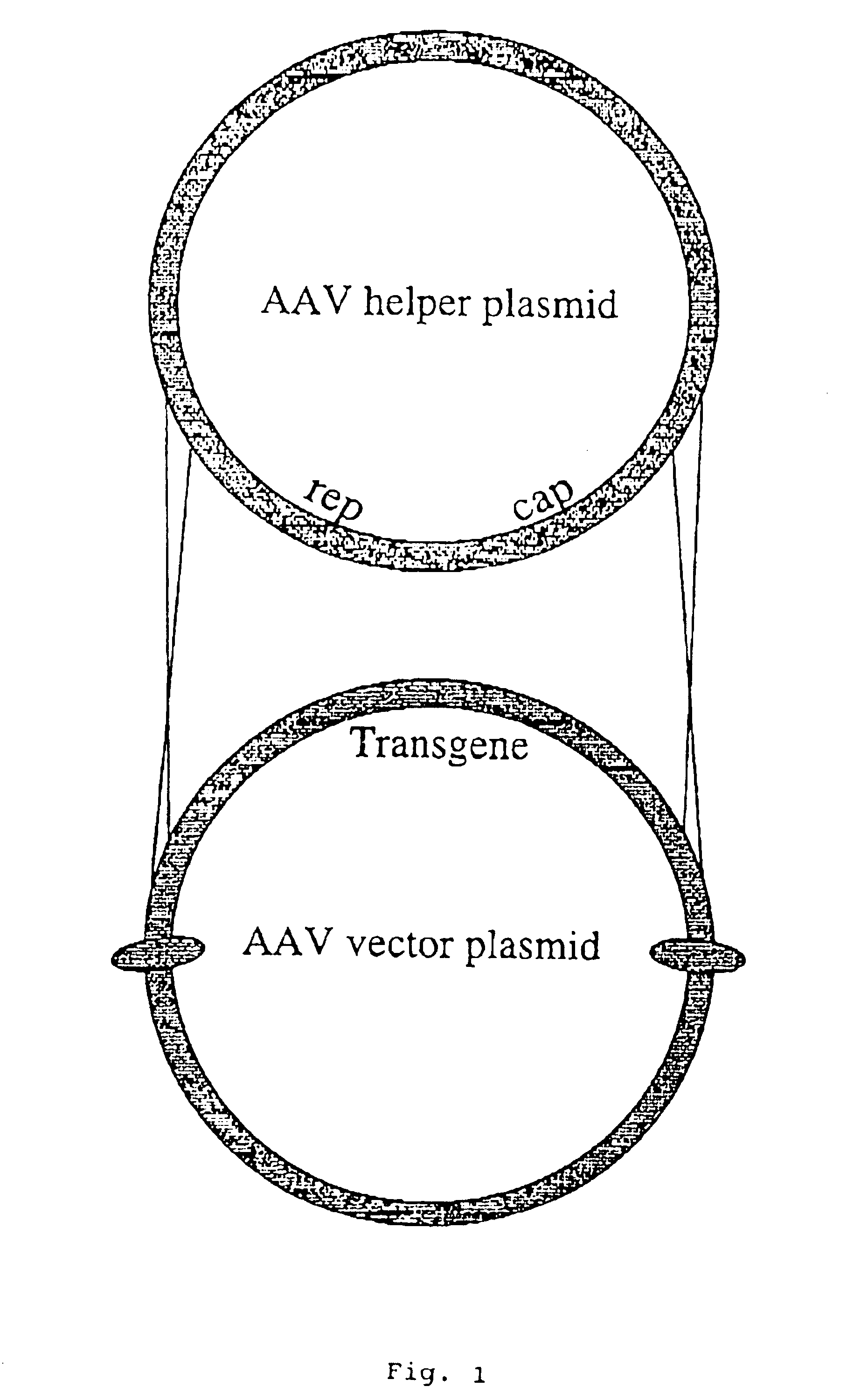 Adeno-associated viral vector-mediated delivery of DNA to cells of the liver