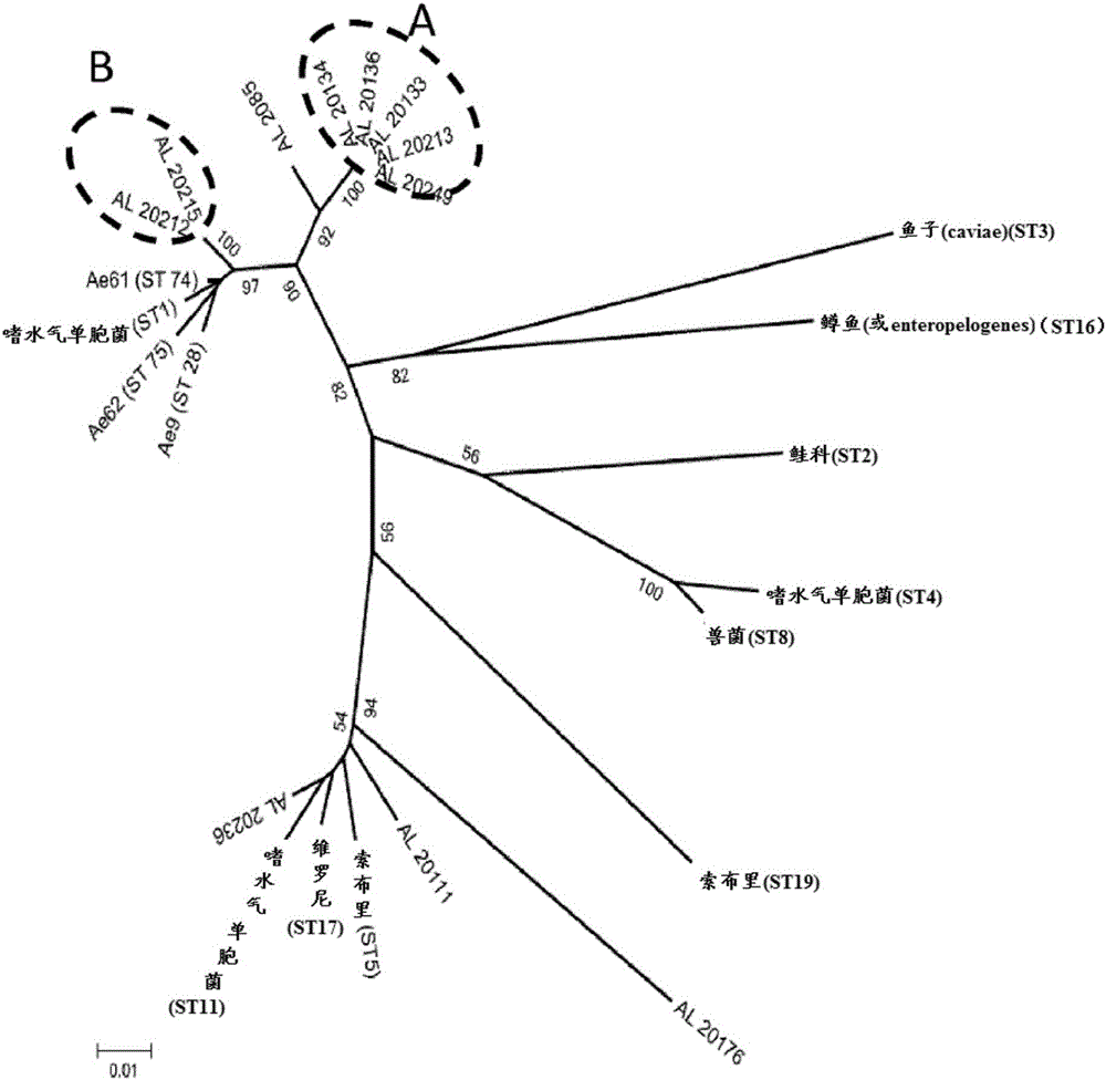 Immunogenic composition against aeromonas hydrophila