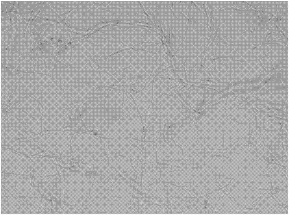 Application of benzothiazole substituted benzofuran quinoline derivative in preparation of medicament for resisting drug-resistance bacteria