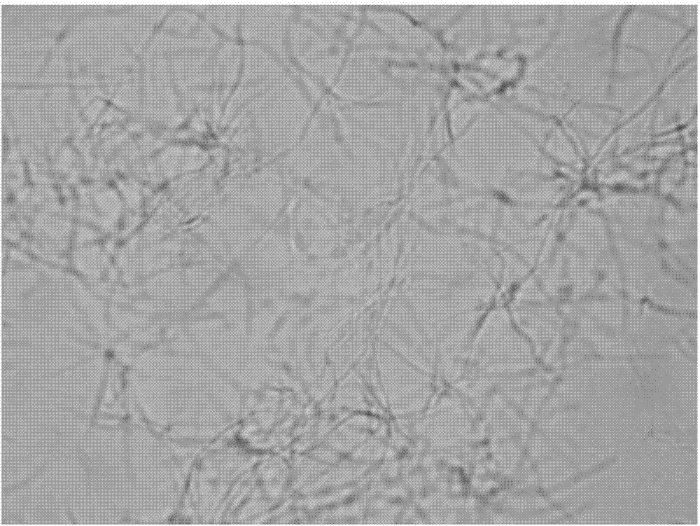 Application of benzothiazole substituted benzofuran quinoline derivative in preparation of medicament for resisting drug-resistance bacteria