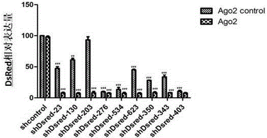 ShRNA-Ago2 coexpression lentivirus RNAi vector, recombinant plasmid and constructing method of recombinant plasmid