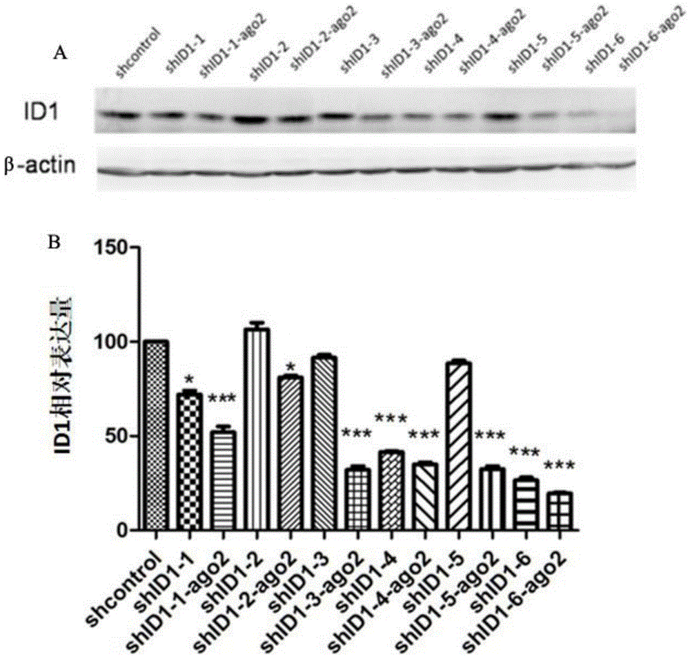 ShRNA-Ago2 coexpression lentivirus RNAi vector, recombinant plasmid and constructing method of recombinant plasmid