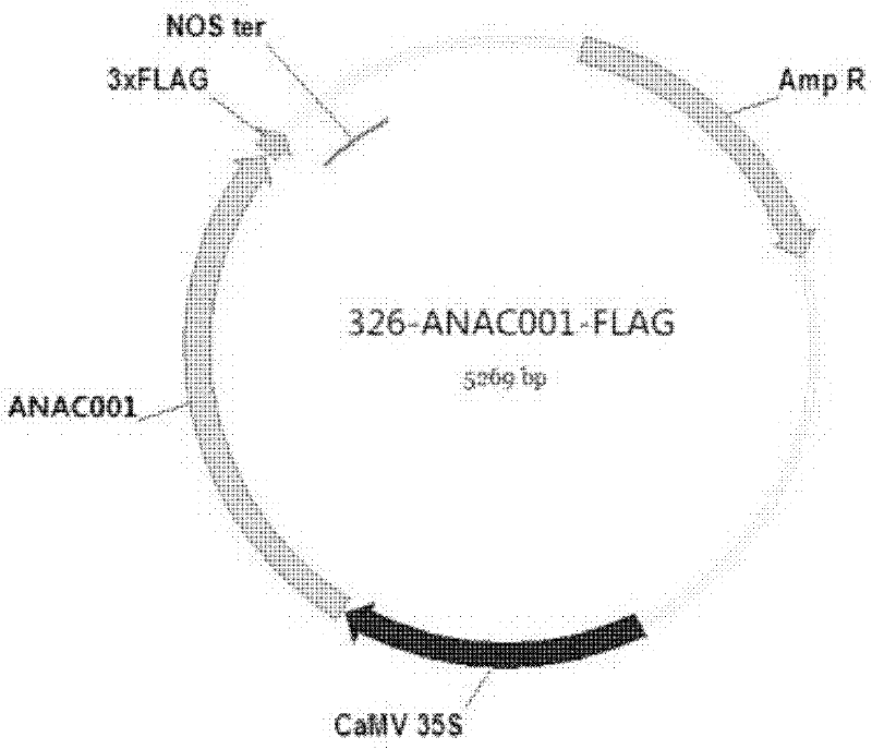 Plant resistance related protein ANAC001, its encoding gene and application thereof