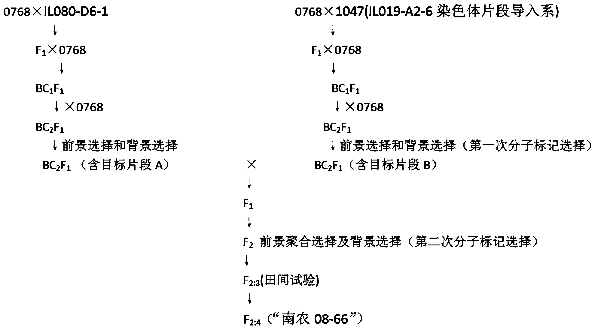 Molecular breeding method for synchronously improving length, strength, and fineness of cotton fiber through polymerizing chromosome segment introgression lines