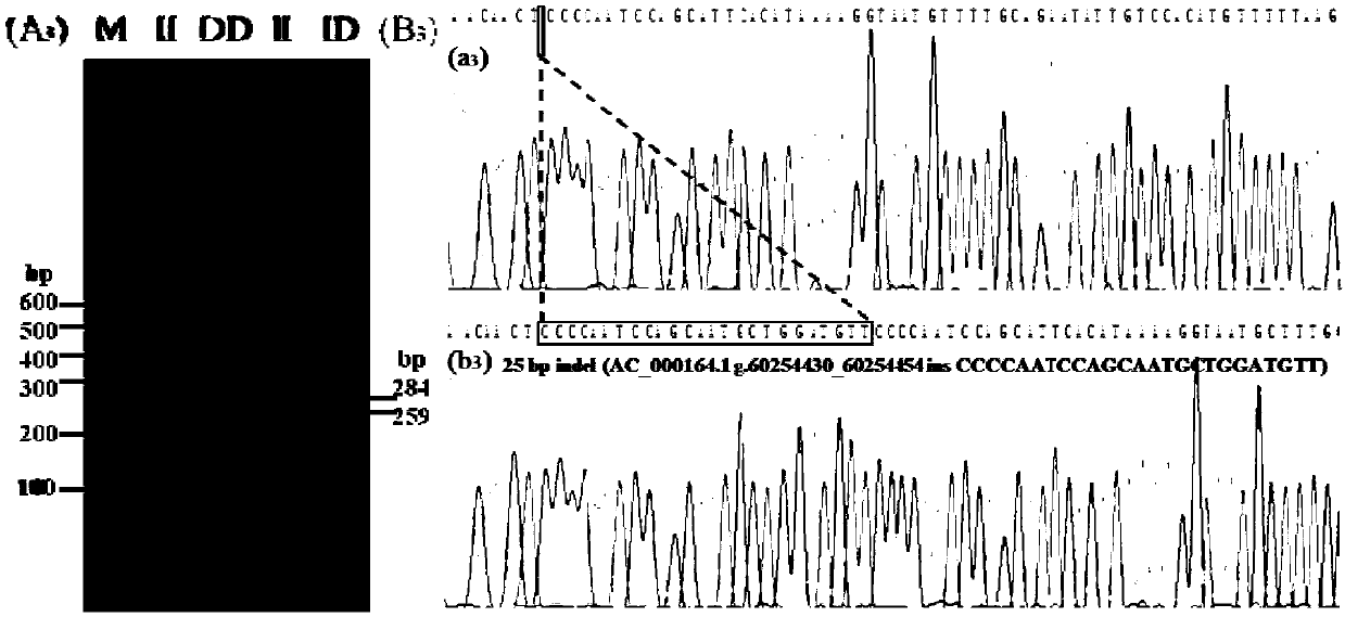 Detection method for 4 repeated deletion polymorphism sites of Chinese yellow cattle PPP2R2B gene and application of method