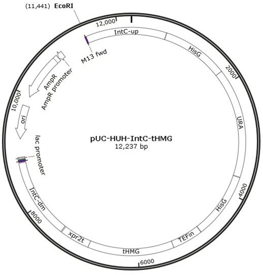 Recombinant Yarrowia lipolytica producing (-)-α-bisabolol and its construction method and application