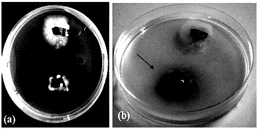 A rapid method for the identification of auxin-producing endophytic bacteria