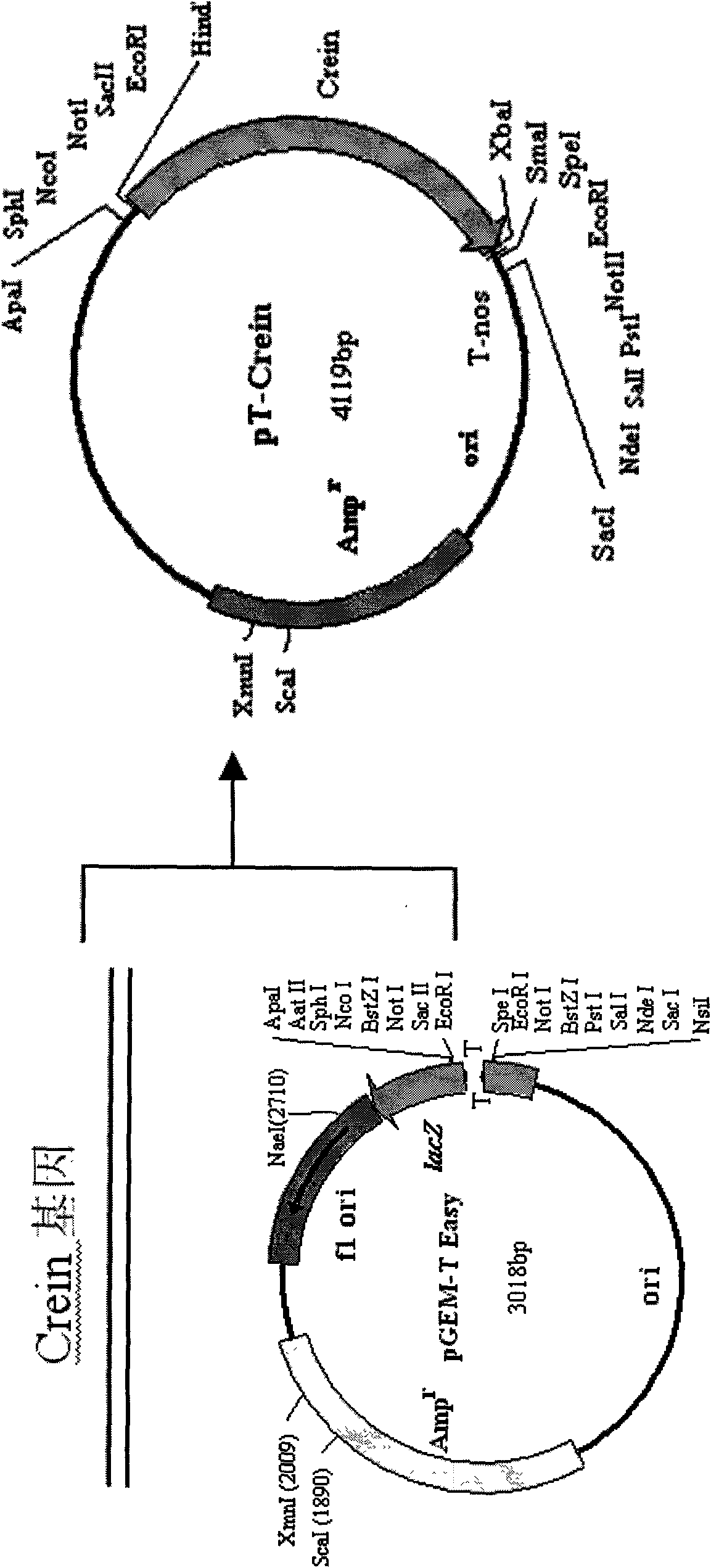 Cre recombinase recombination gene and Cre/loxP-mediated transgenosis safe plant expression vector