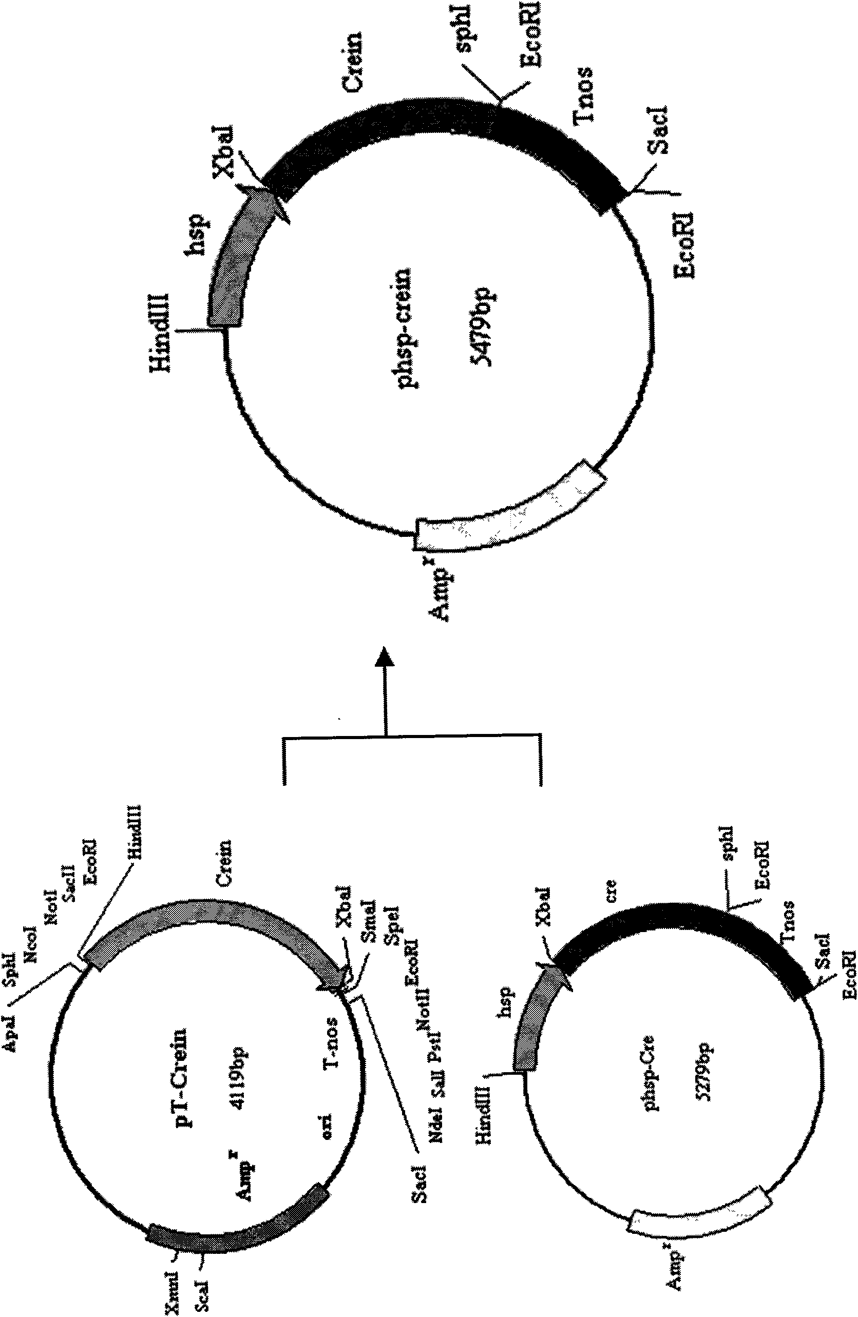 Cre recombinase recombination gene and Cre/loxP-mediated transgenosis safe plant expression vector