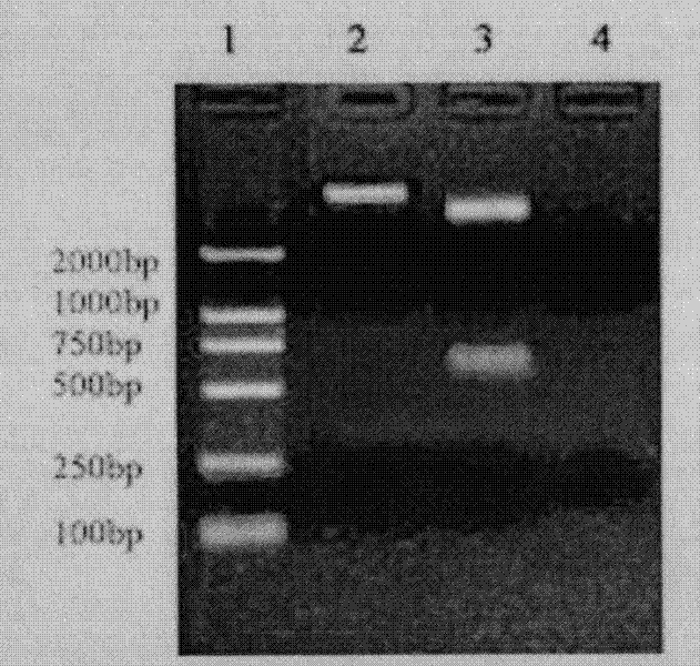 O-type foot-and-mouth disease multi-epitope vaccine with cross immunity protective efficiency