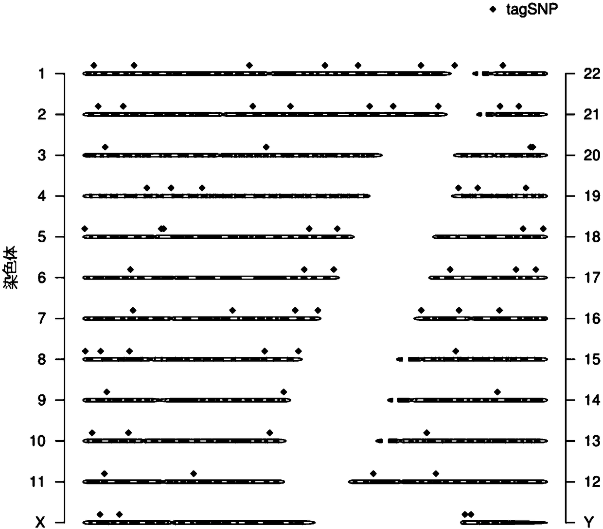 Genetic marker group and individual gene identification card and application thereof