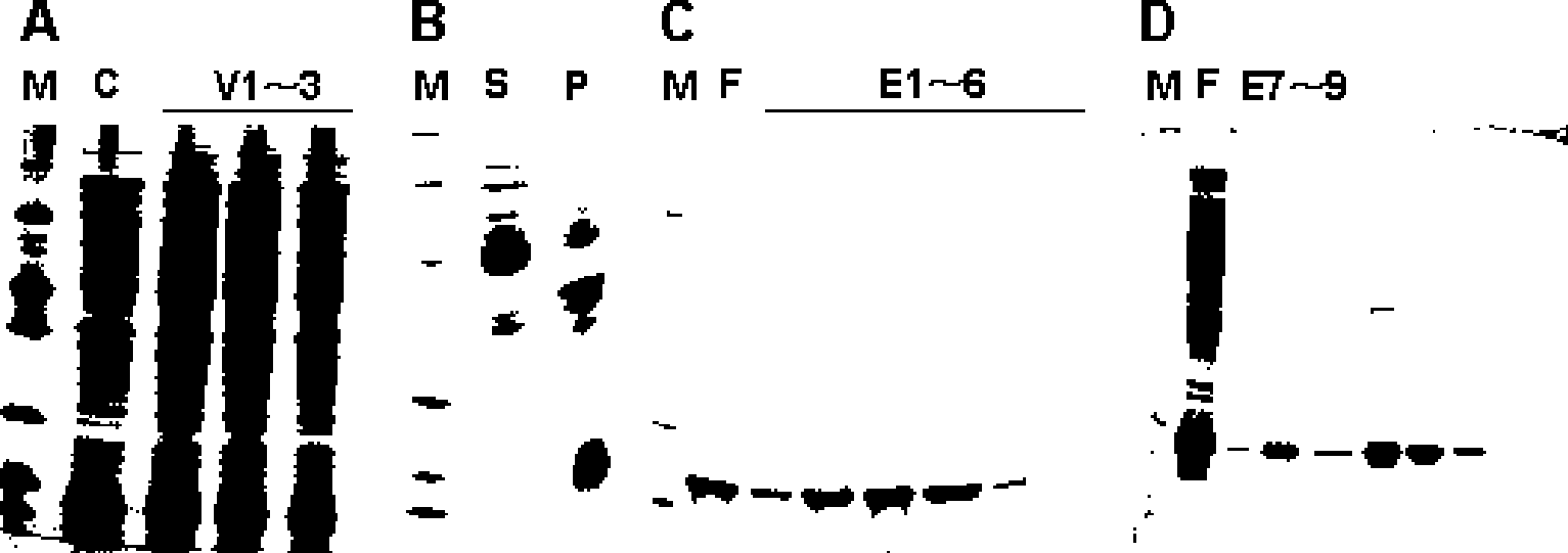 Membrane penetrating polypeptide for specific inhibition of hepatitis b virus assembly and replication