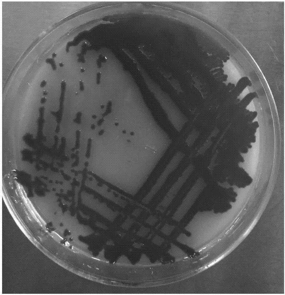 Viscose Serratia marcescens strain