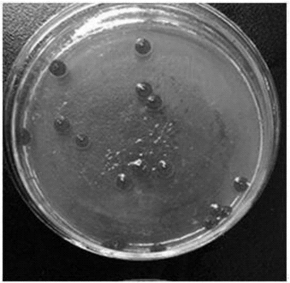 Viscose Serratia marcescens strain