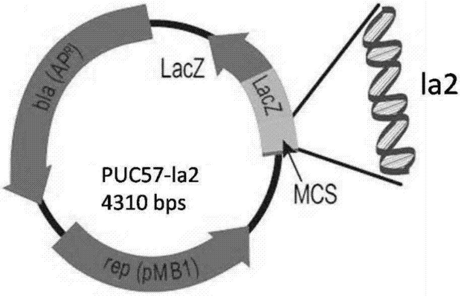 Protective antigen of avibacterium paragallinarum and expression and application of protective antigen