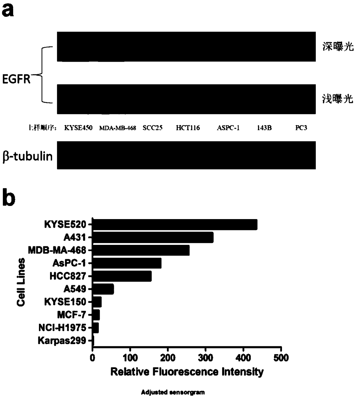 An antibody-coupled drug targeting on EGFR, a preparation method thereof, and uses thereof