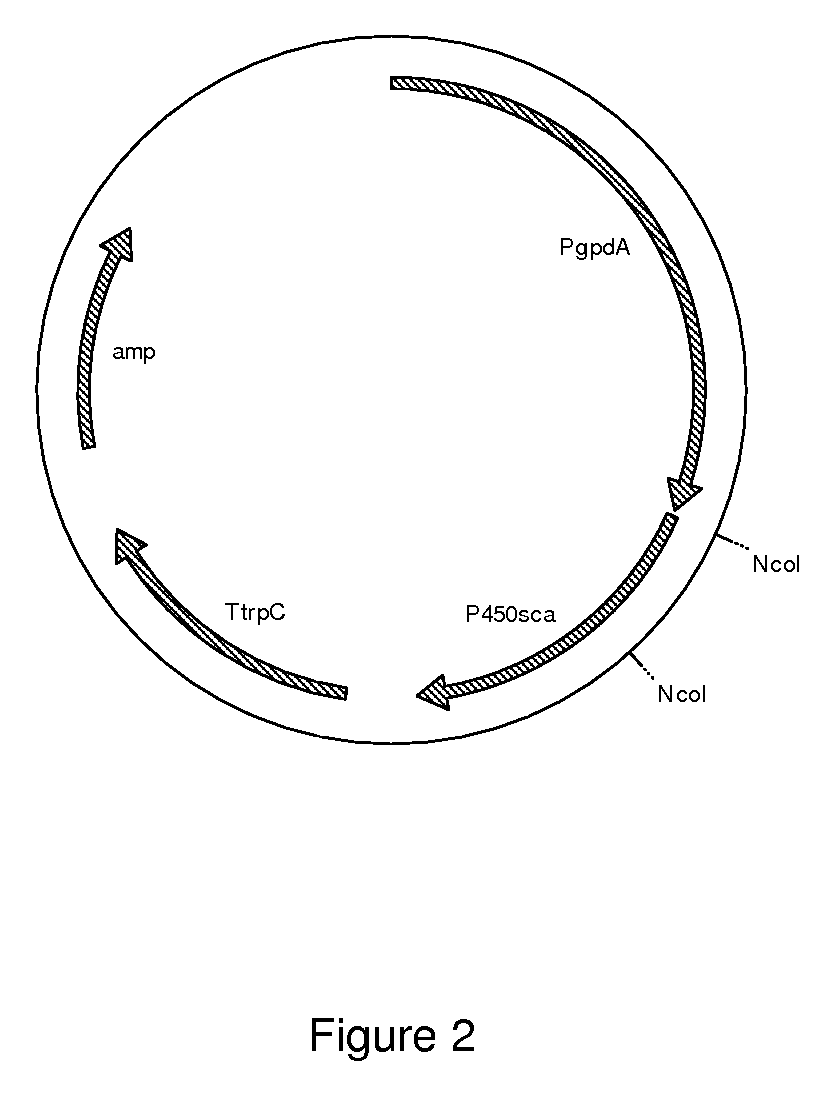 Fermentation of pravastatin