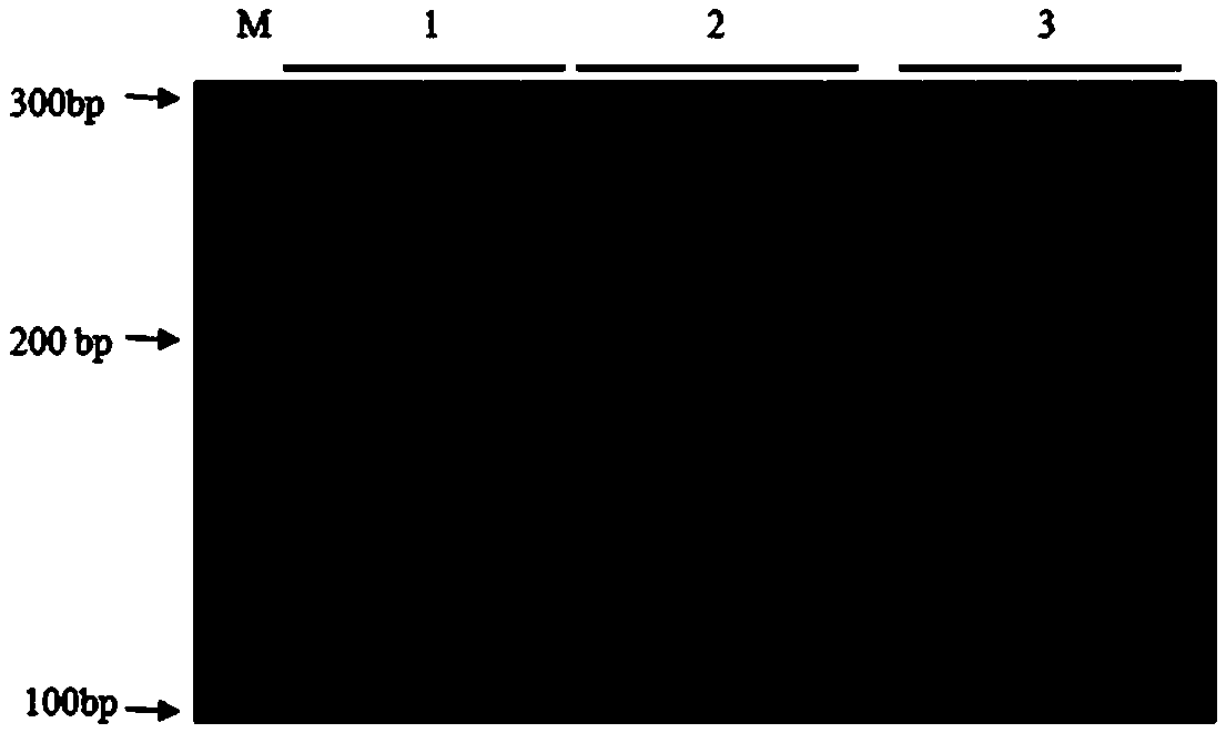 Triplex PCR method for identifying purity of sweet melon seed