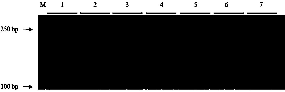 Triplex PCR method for identifying purity of sweet melon seed