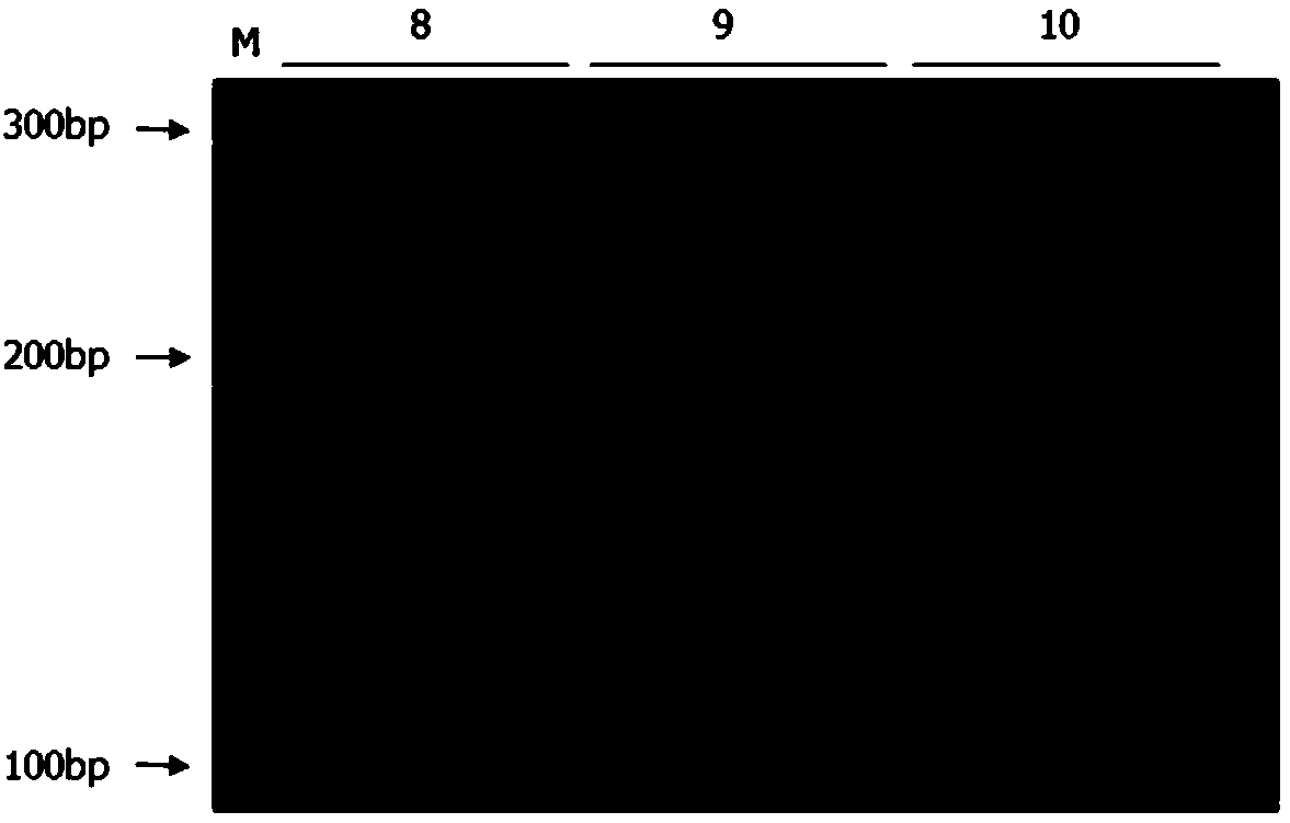 Triplex PCR method for identifying purity of sweet melon seed