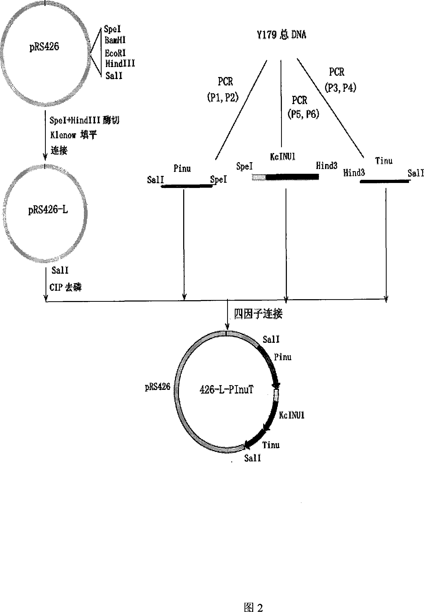 Novel expression enzyme yeast gene engineering system