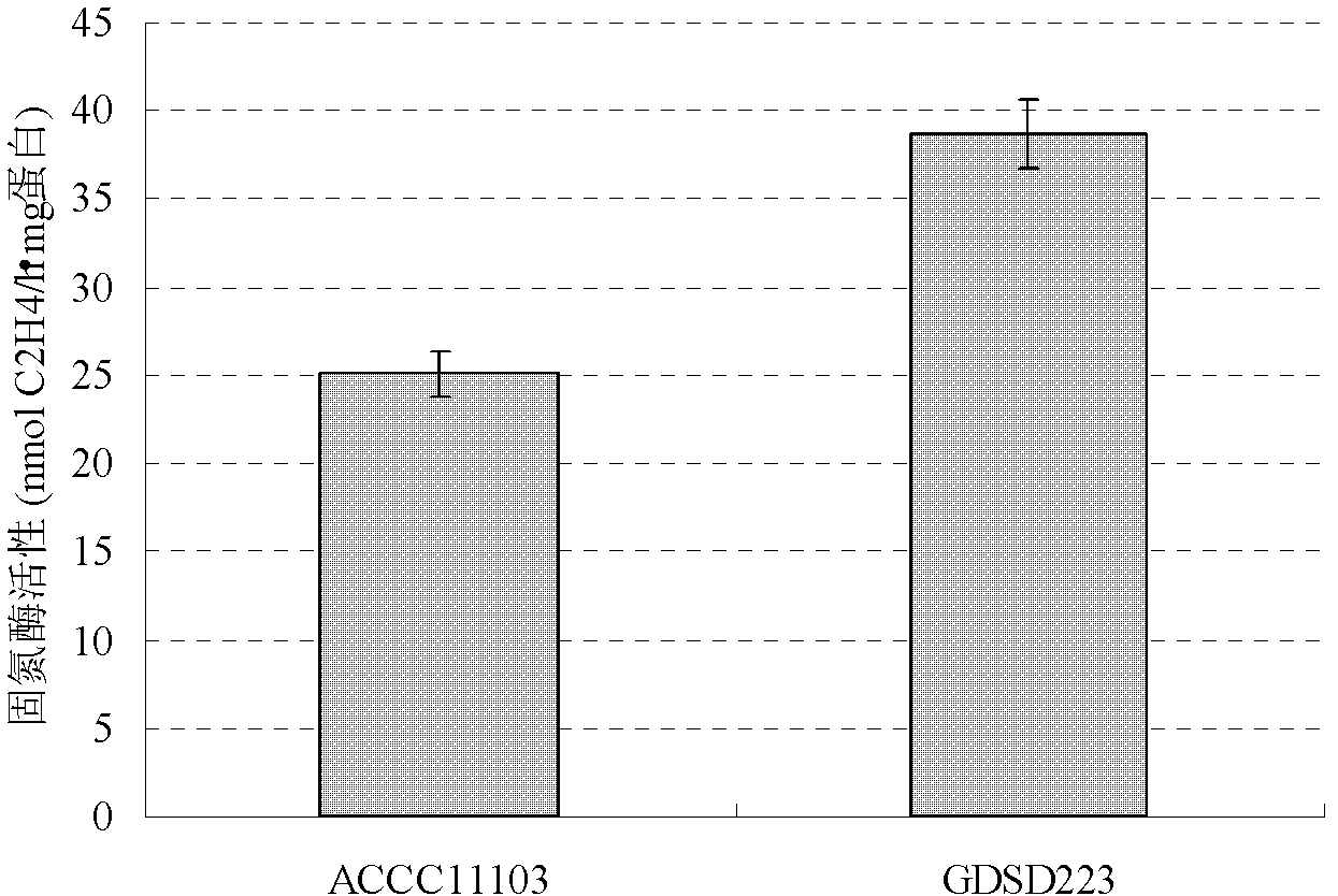 Paddy rice endogenic nitrogen-fixing bacterium antagonistic to gibberella zeae and sclerotinia sclerotiorum and application thereof