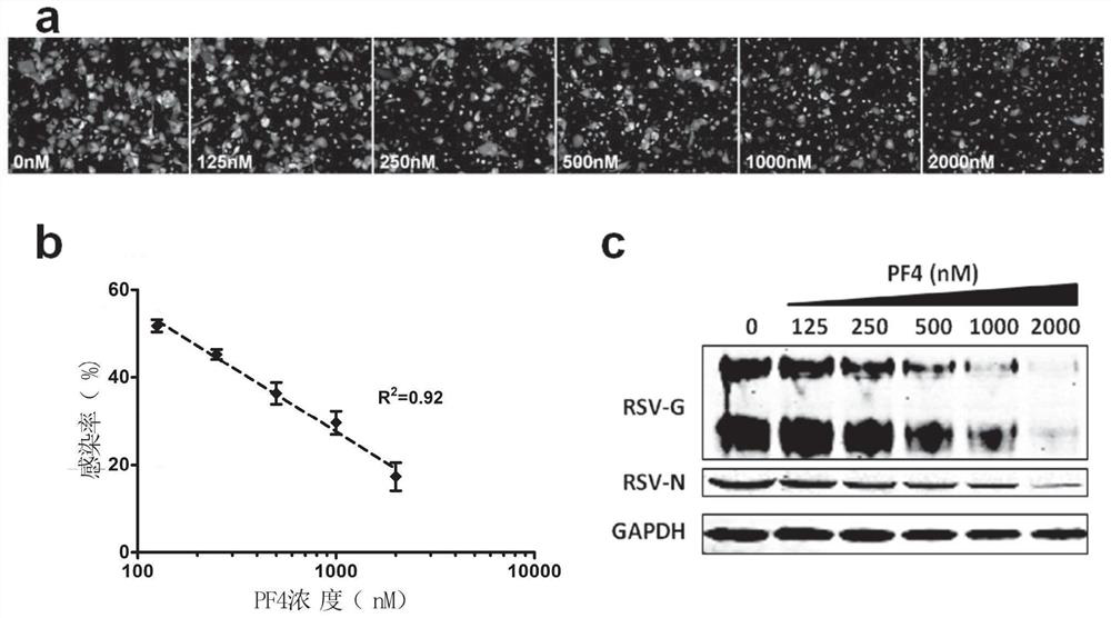 Anti-RSV application of pf4