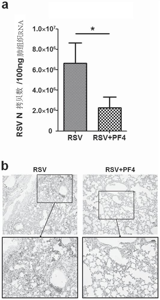 Anti-RSV application of pf4