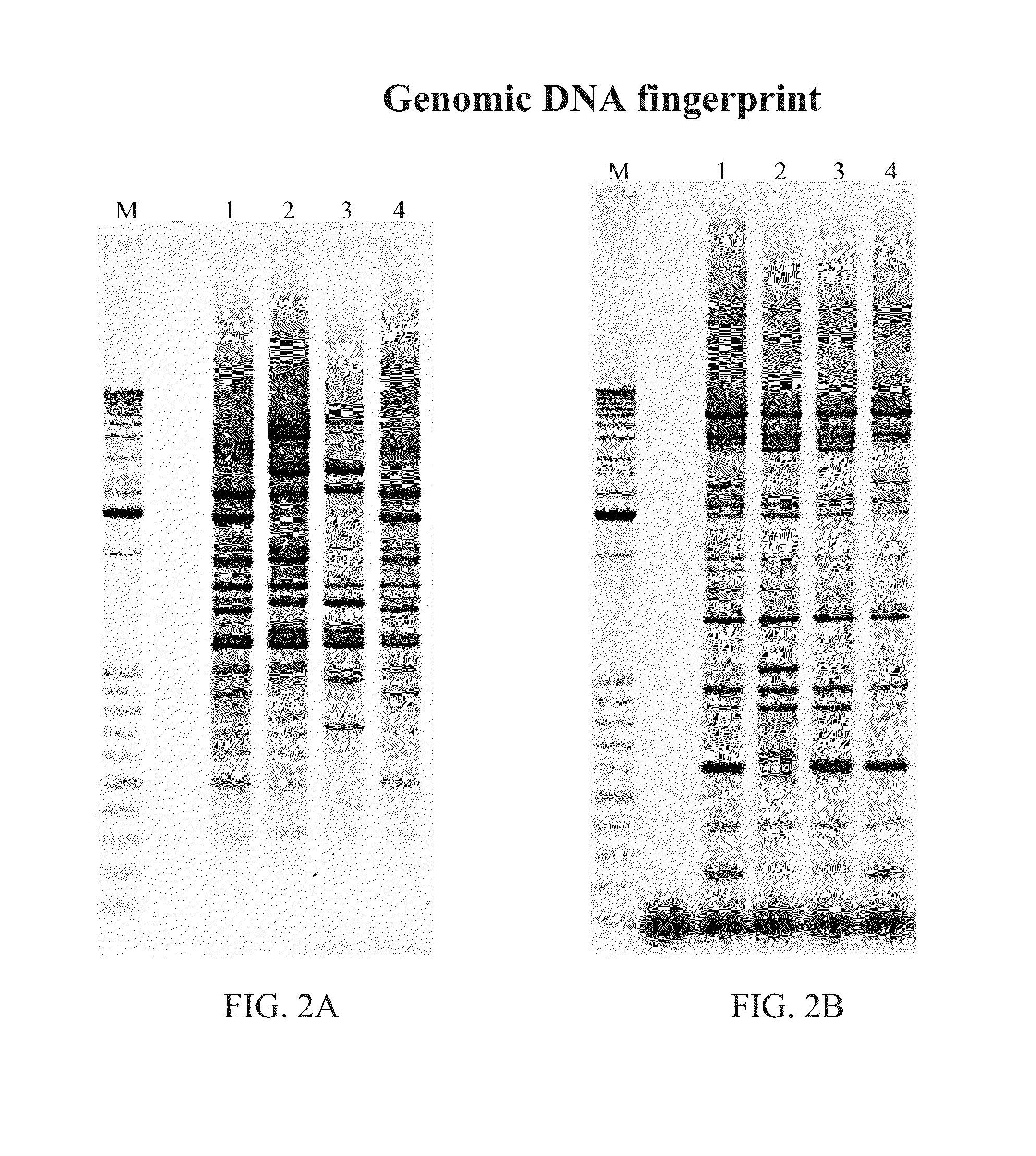 Bacillus subtilis isolate from corn and extracts that inhibit the growth of undesirable microorganisms in food products