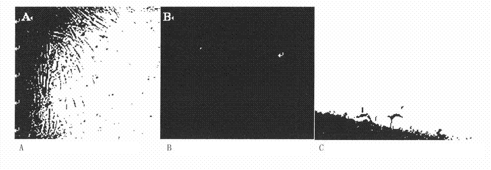 Method for inducing proliferation and differentiation of muscle mesenchymal stem cells by medicines, and application