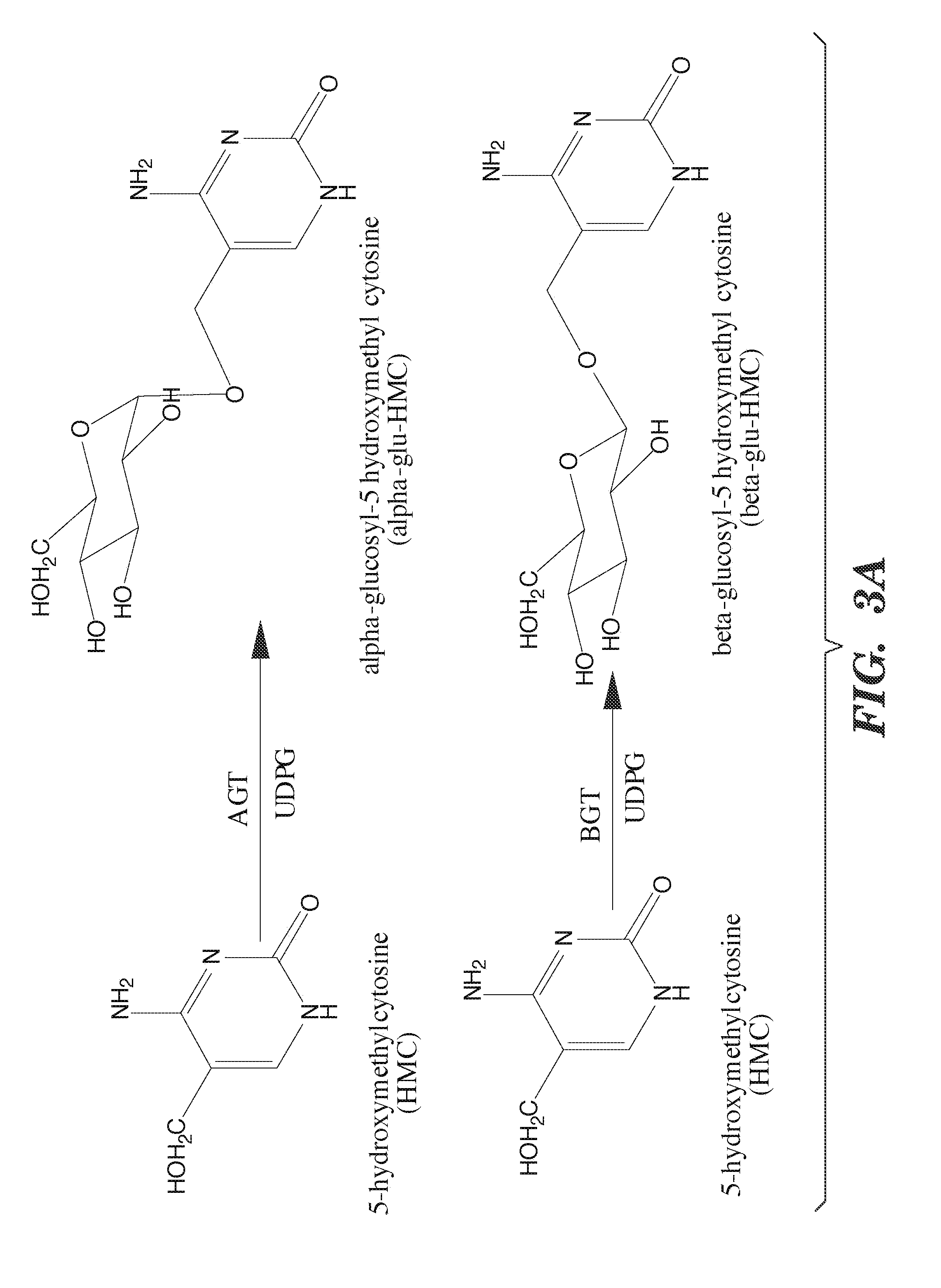 Selective oxidation of 5-methylcytosine by TET-family proteins