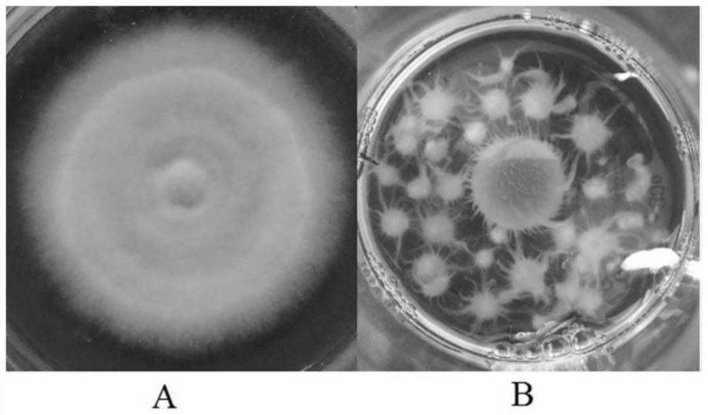 A kind of Pseudomonas dispora strain and its breeding method