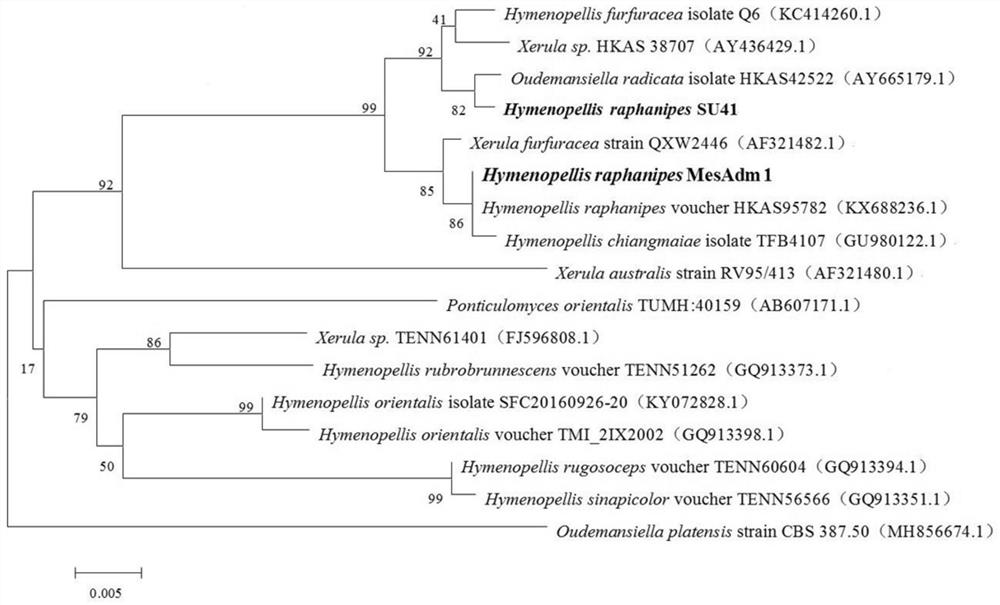 A kind of Pseudomonas dispora strain and its breeding method