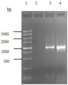 A double gene deletion Salmonella enteritidis, its construction method and a vaccine containing the double gene deletion Salmonella enteritidis