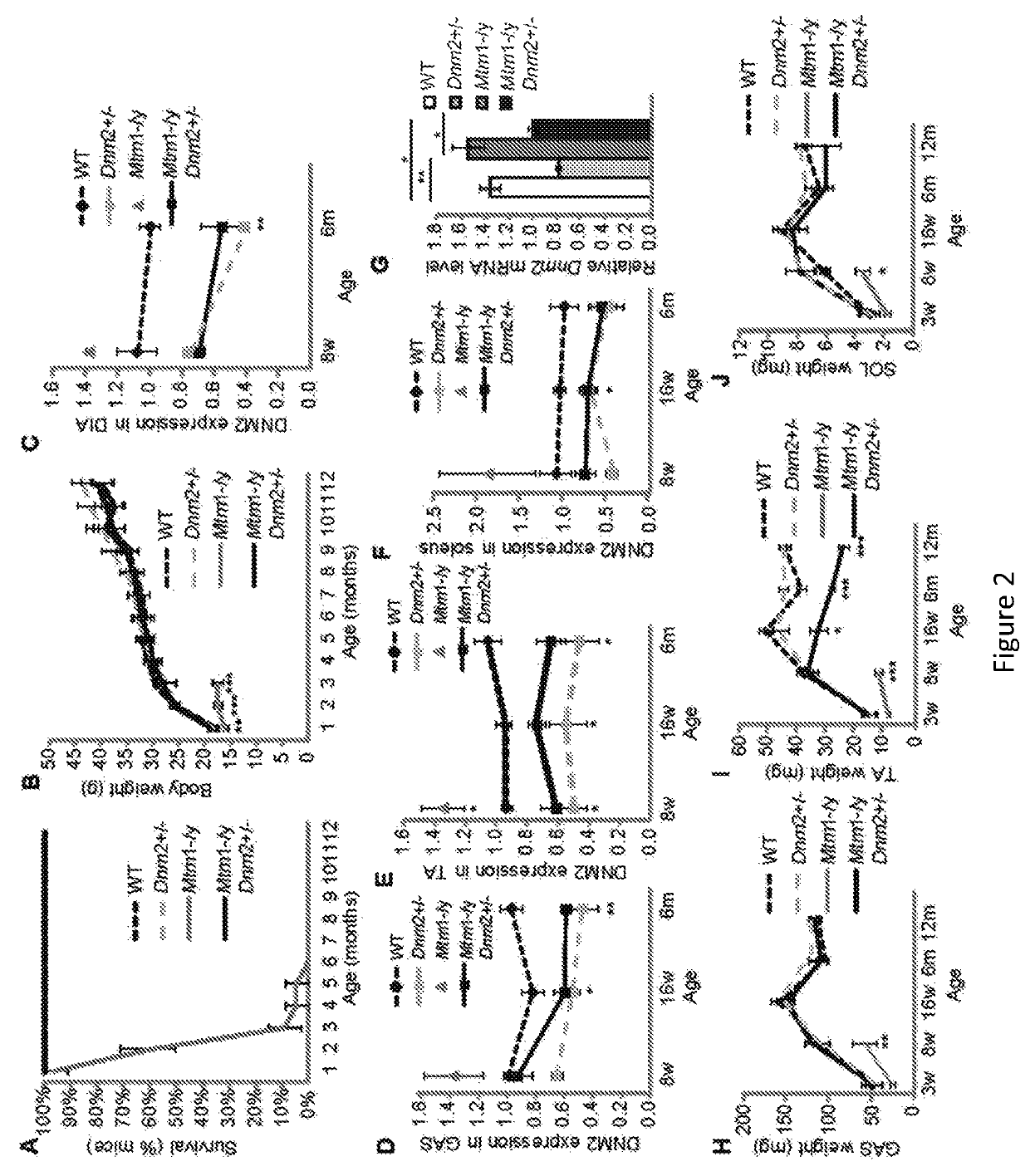 Dynamin 2 inhibitor for the treatment of centronuclear myopathies