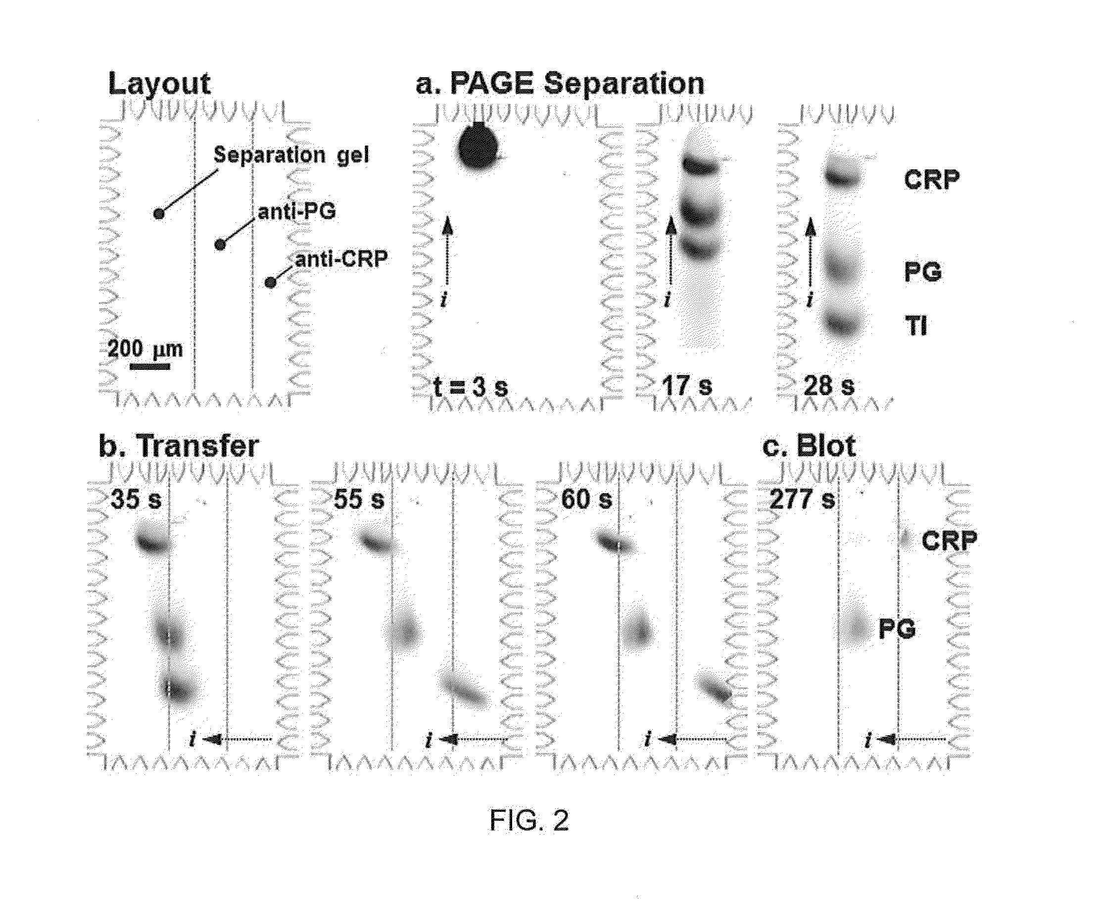 Microfluidic devices and methods for assaying a fluid sample using the same