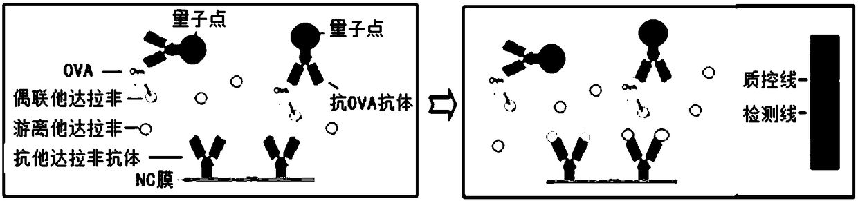 Quantum-dot immunochromatography detection card and detection method for detecting tadalafil medicine with ternary-system immune competition method