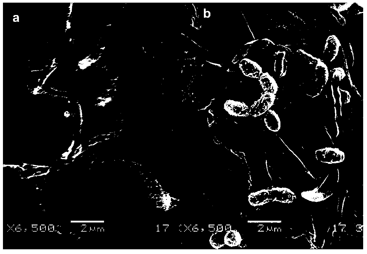 Strain capable of controlling ulcer disease of actinidia and preparation method thereof