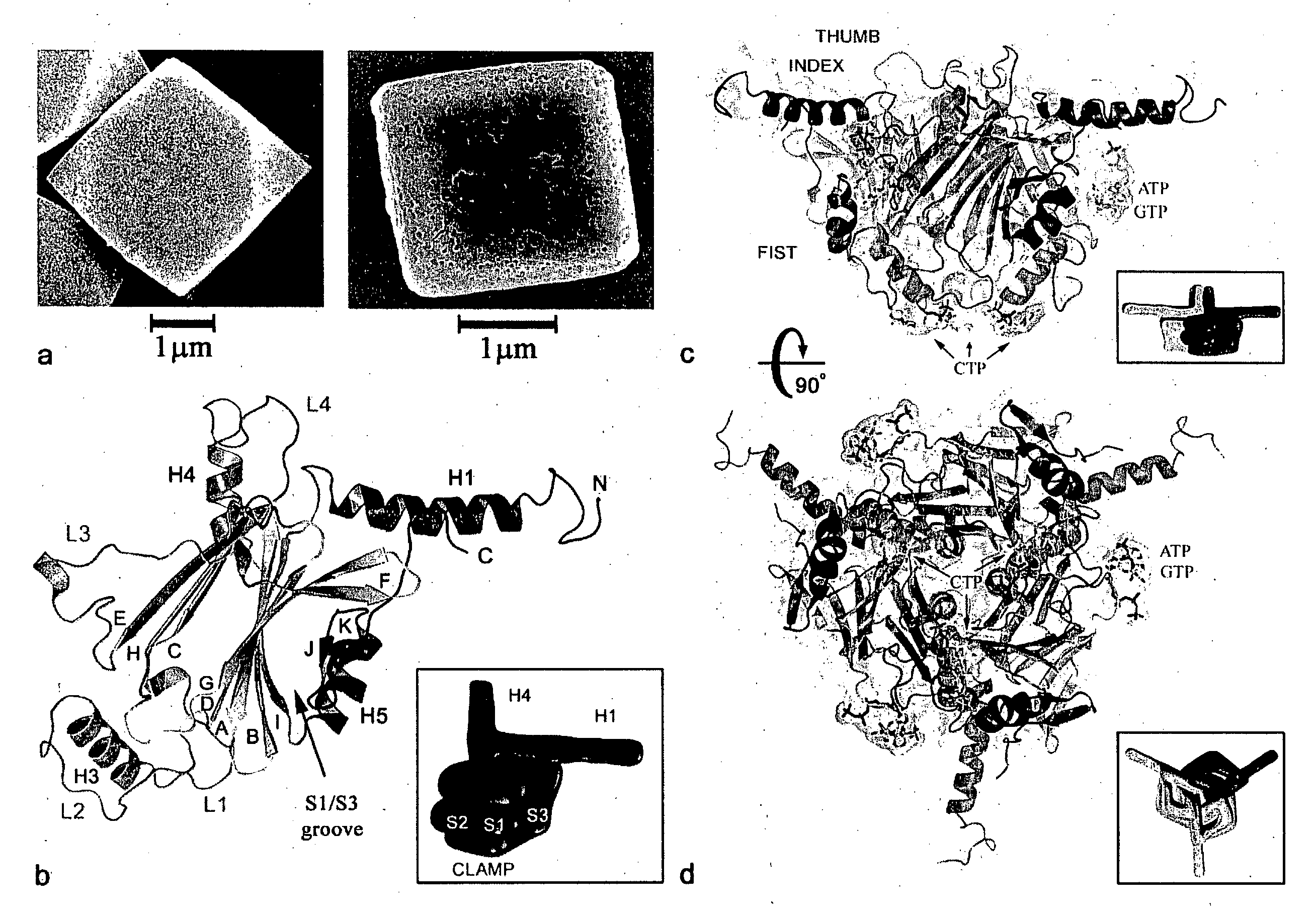 Viral polyhedra complexes and methods of use