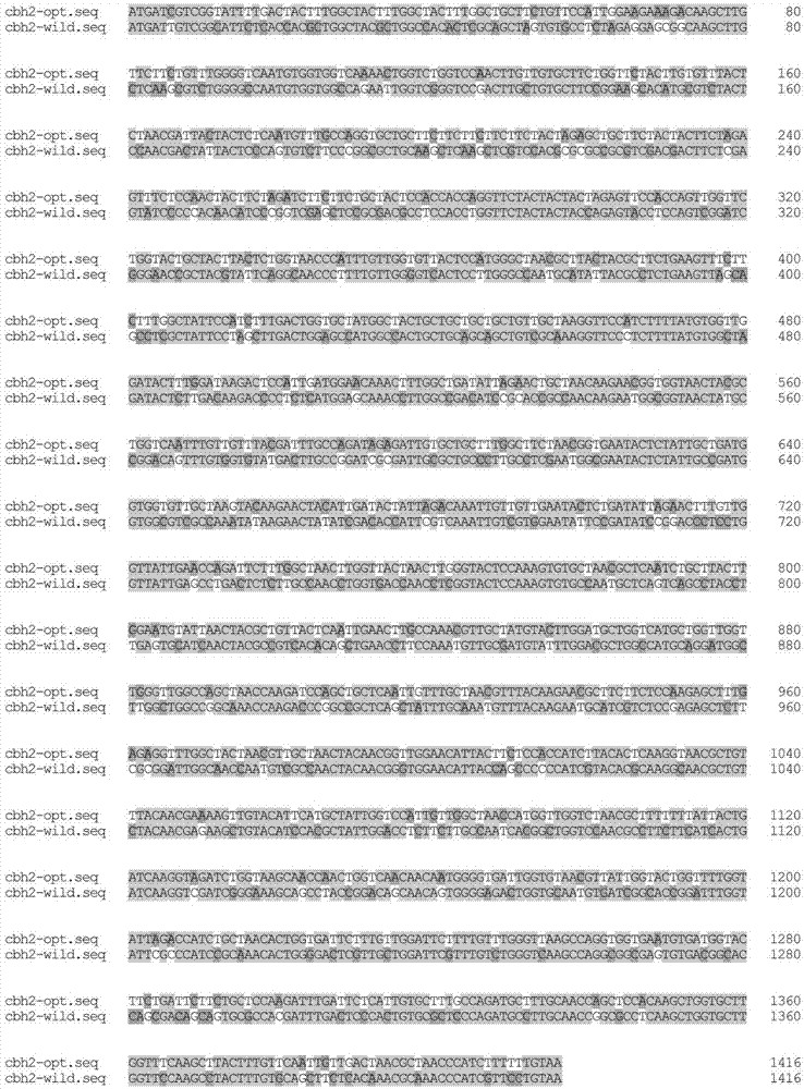 System for codon optimization and pichia pastoris expression of genes of cellobiohydrolase II