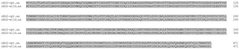 System for codon optimization and pichia pastoris expression of genes of cellobiohydrolase II