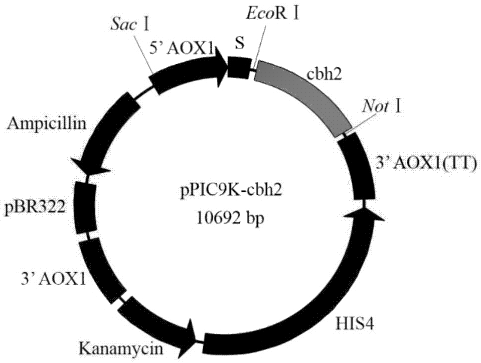 System for codon optimization and pichia pastoris expression of genes of cellobiohydrolase II