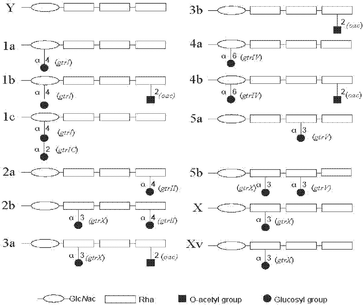 Primer for detecting serotype of shigella flexneri and multiplex amplification using same