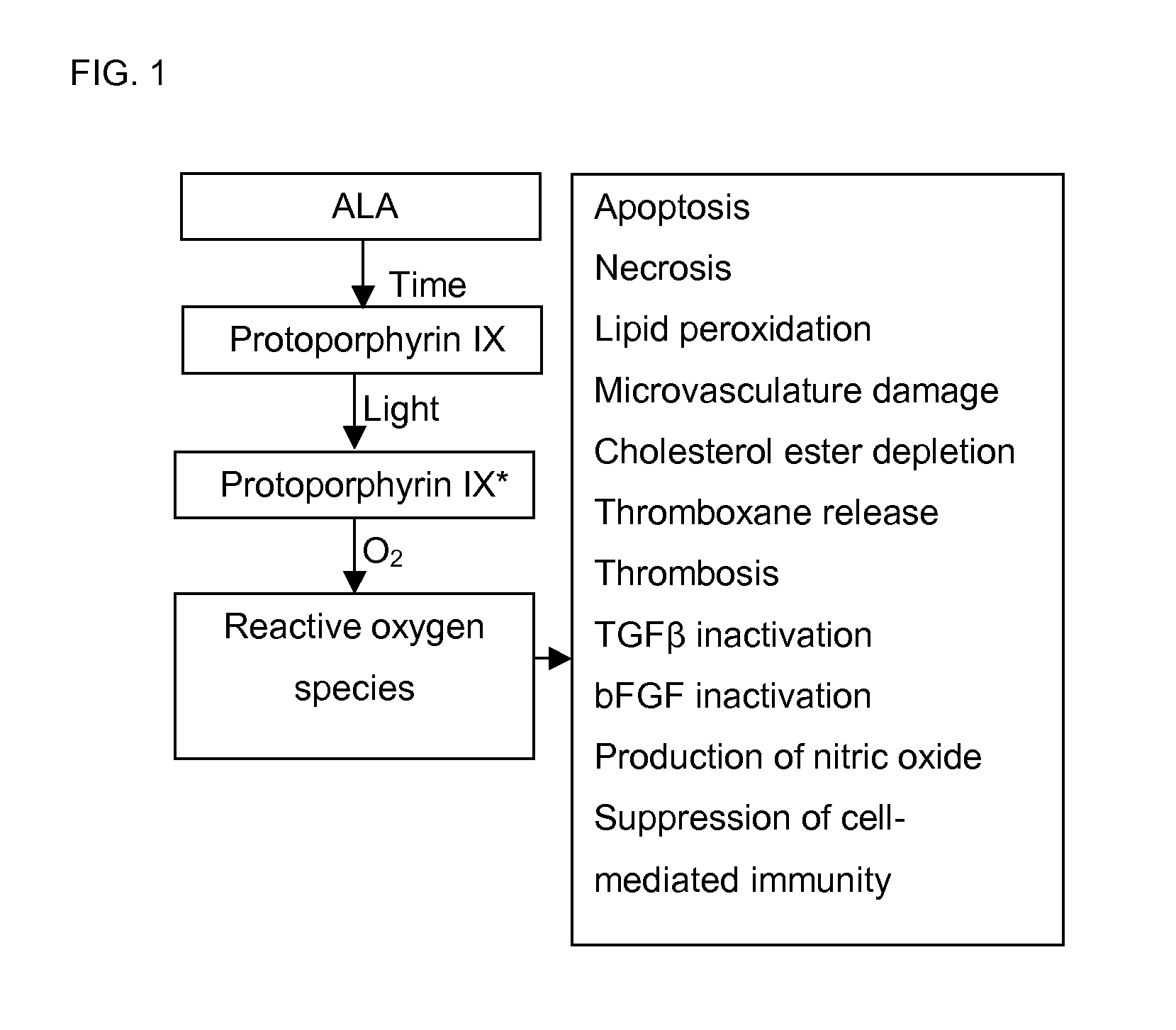 Therapeutic Applications of Aminolevulinate Synthase