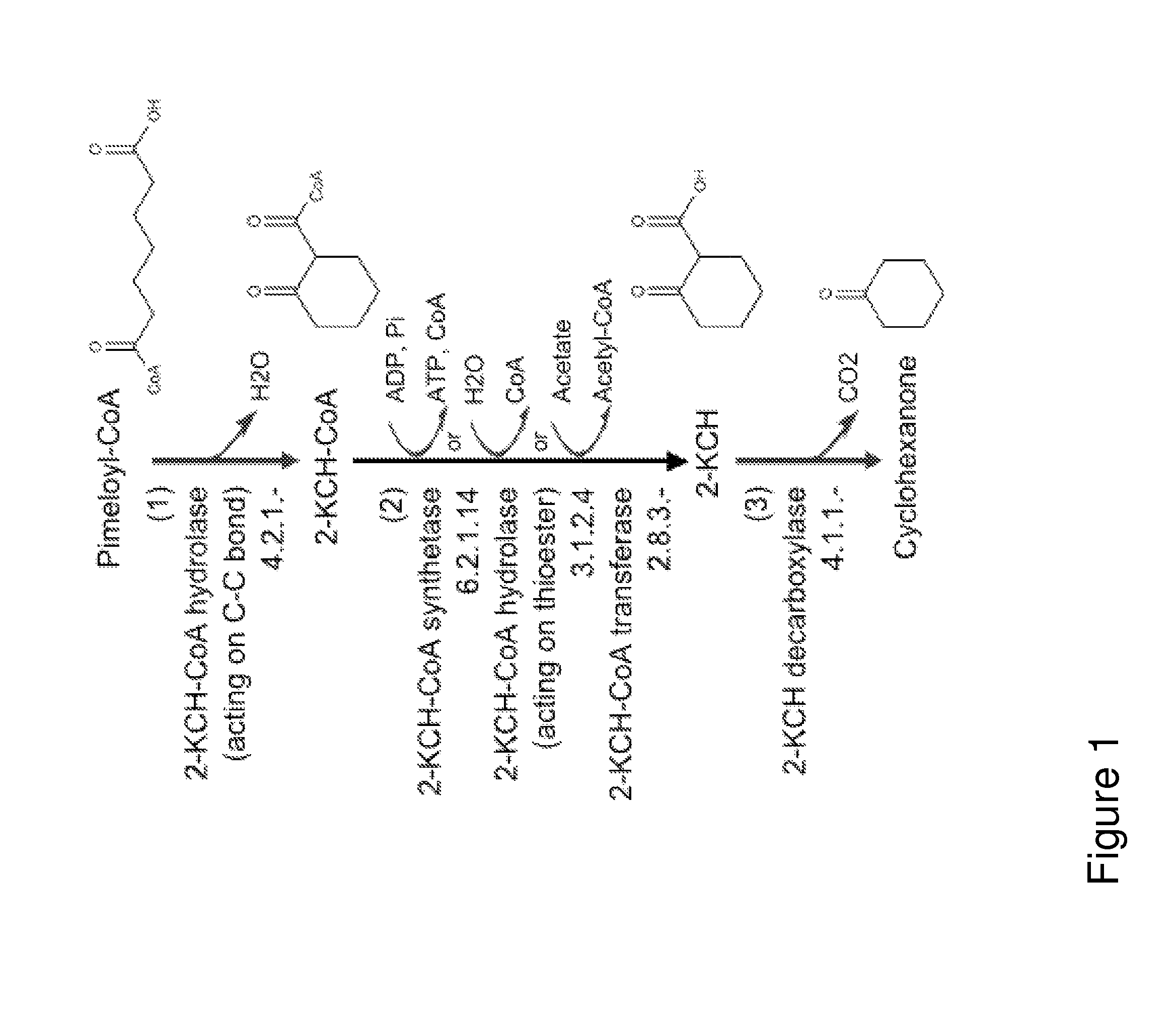 Organisms for the production of cyclohexanone