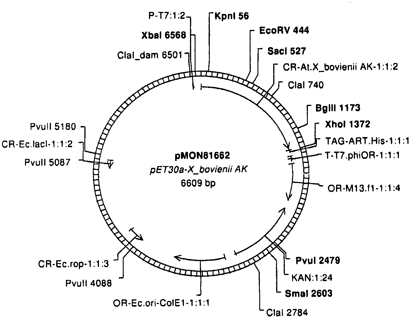 Compositions and methods for enhancing amino acid levels in plants