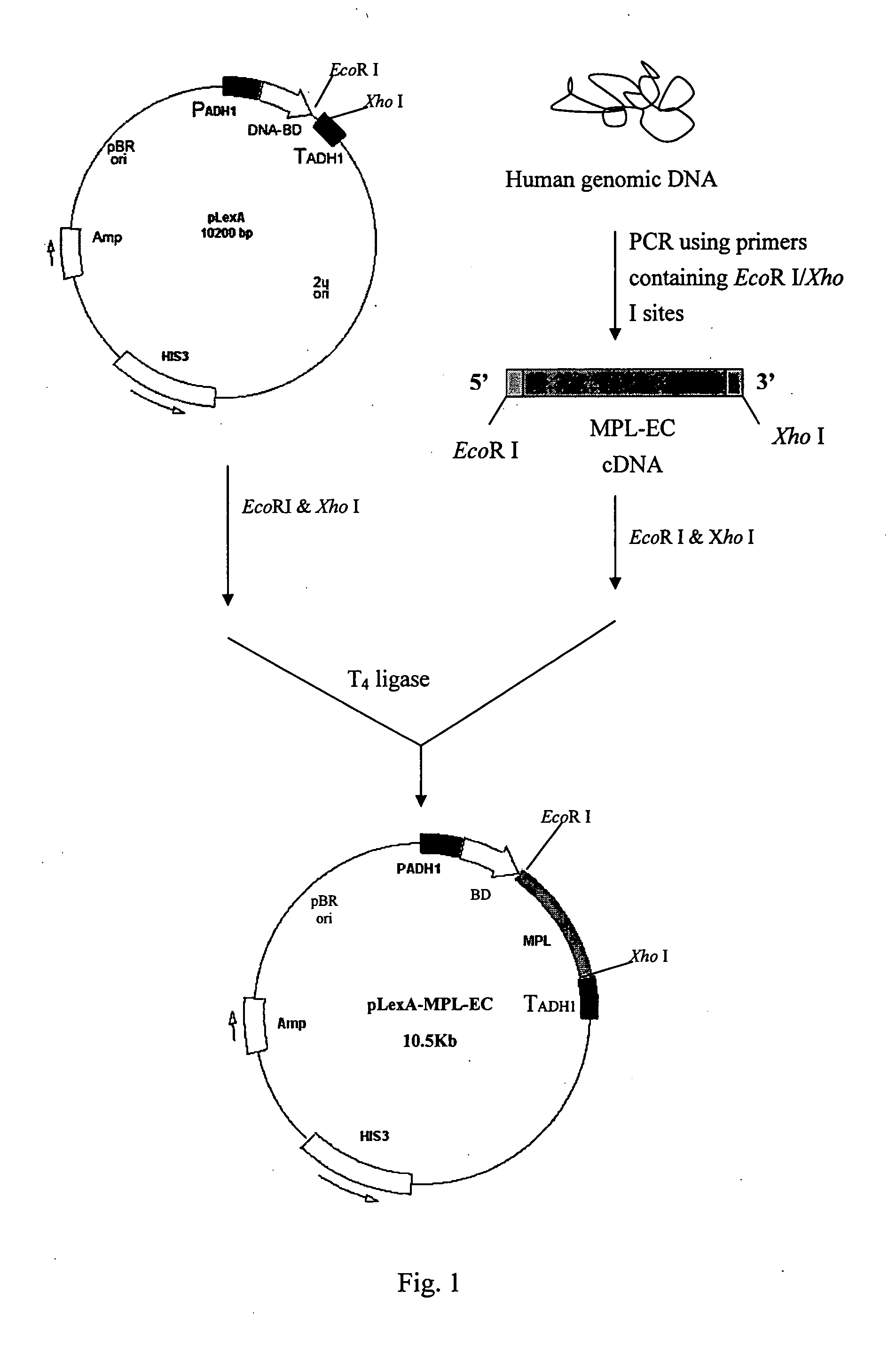 Platelet promoting protein and the usage thereof