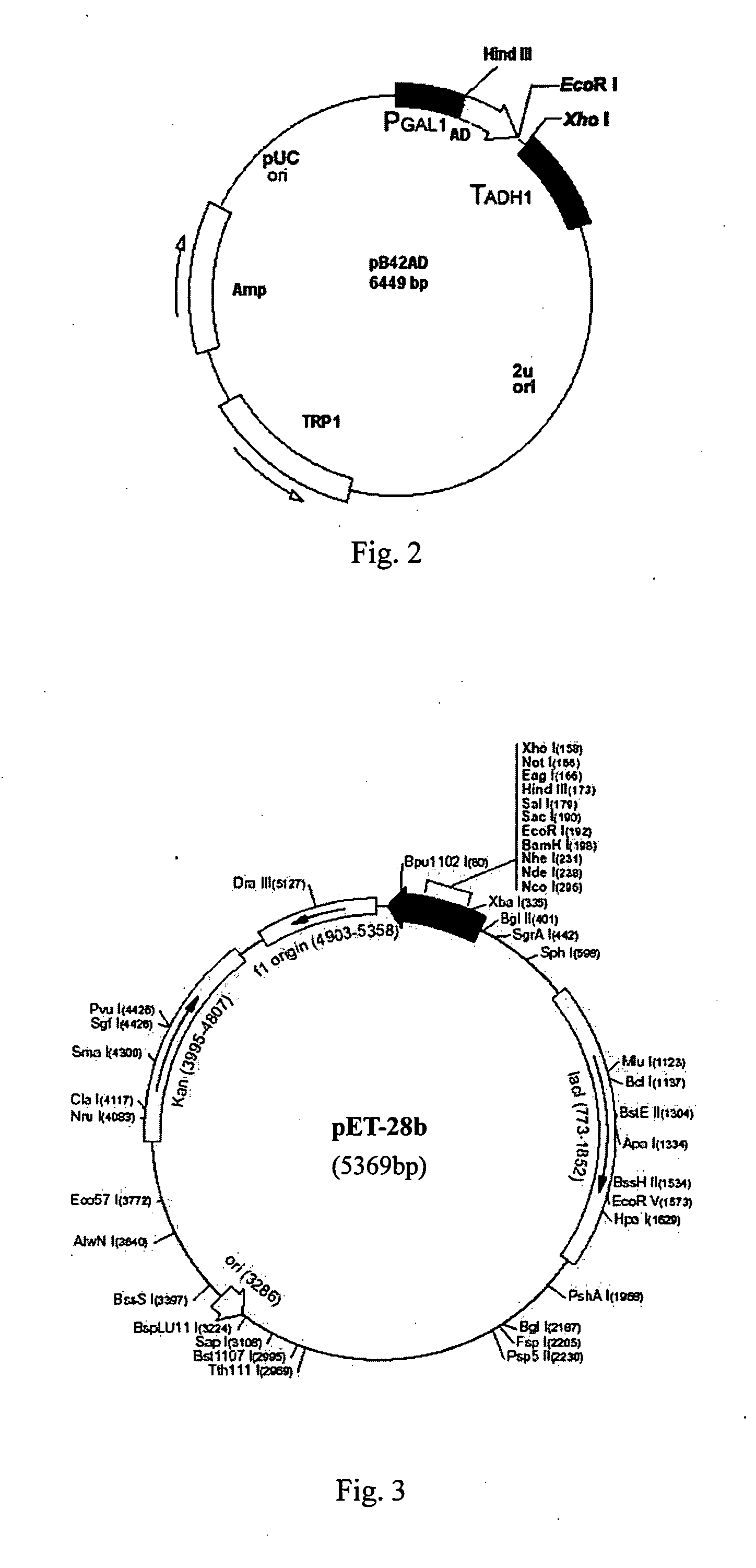 Platelet promoting protein and the usage thereof