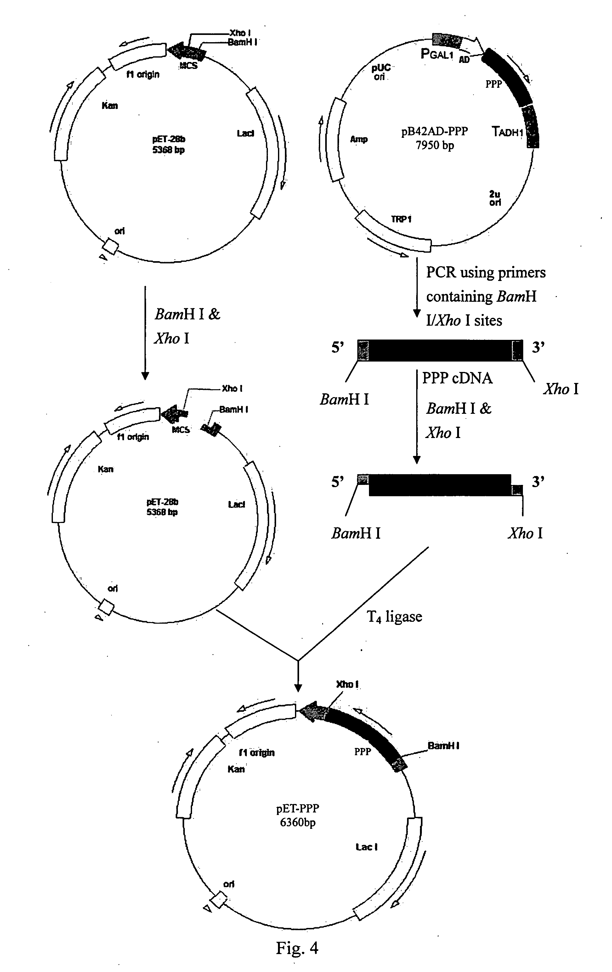 Platelet promoting protein and the usage thereof