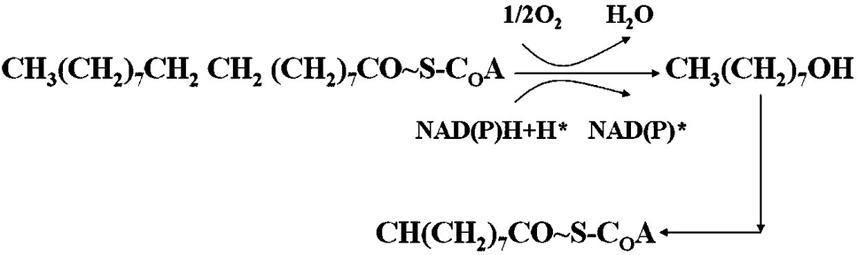 Device and method for preparing fuel oil from illegal cooking oil and animal fats